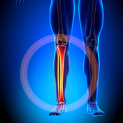 leg