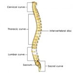 Anatomy of the Spine