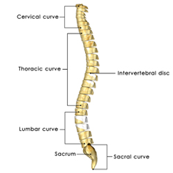 Anatomy of the Spine