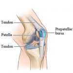 knee bursa